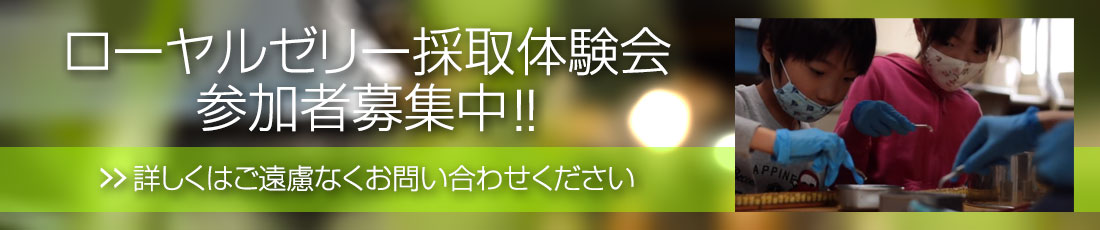 ローヤルゼリー採取体験会参加者募集中!! 詳しくはご遠慮なくお問い合わせください